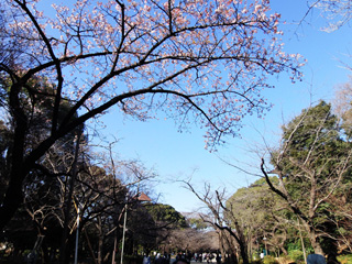 園内の寒桜