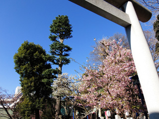 五條天神社の桜