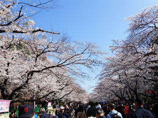 上野公園の満開の桜①