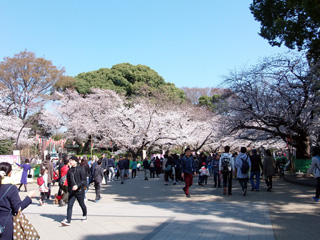 上野公園の満開の桜②