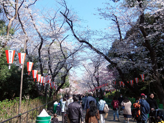 上野公園の満開の桜③