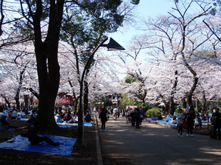 上野公園の満開の桜④