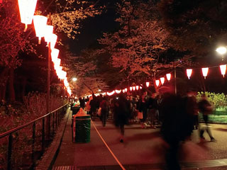 上野の夜桜②