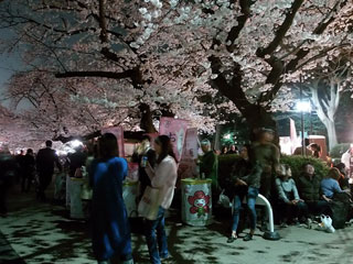 上野の夜桜①