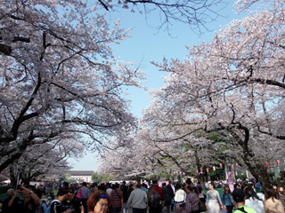 上野の桜は今日も満開