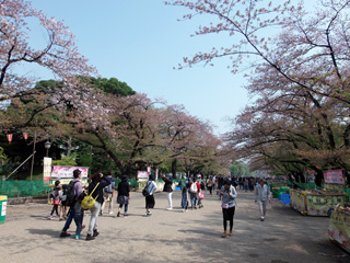 上野公園のソメイヨシノ