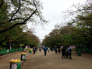 ソメイヨシノは葉桜へ