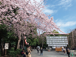 入り口付近の寒桜
