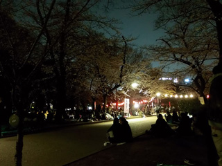 園内の夜桜