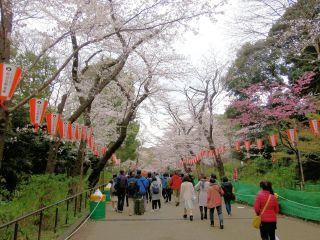 上野公園の桜は満開２