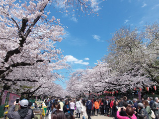 上野公園の桜は満開１