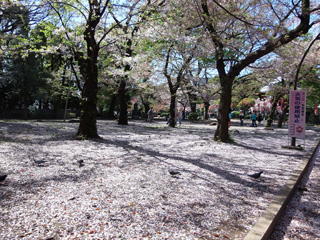 公園の中は桜の花で真っ白