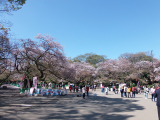上野公園の桜の様子