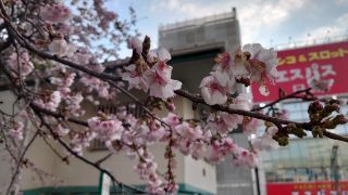 上野公園入口の寒桜