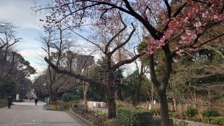 園内の寒桜は早くも散り始め