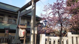 五條天神社の河津桜