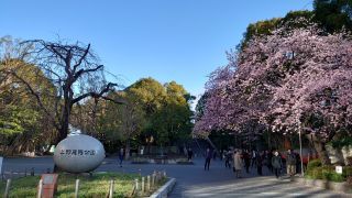 公園入口の寒桜、満開