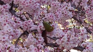 桜の枝を往来するメジロ