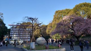 公園入口、寒桜はまだまだ見ごろ