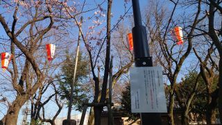 寒桜は園内でも見られます