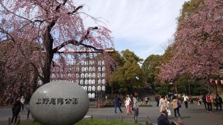 公園入口のしだれ桜