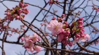 観音堂前の陽光（ヨウコウ）も開花