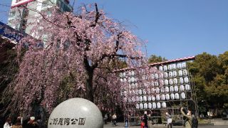 園内入口のしだれ桜、現在満開