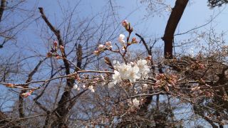 ソメイヨシノ開花