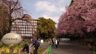 園内入口の寒桜、現在満開