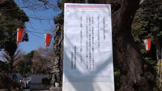 桜花期の注意掲示