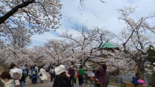 不忍池、桜満開です①