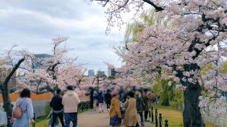 不忍池、桜満開です②