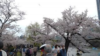 不忍池、桜満開です②