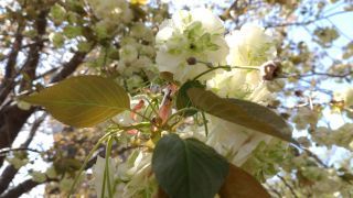 動物園前交番の裏にある園里黄桜