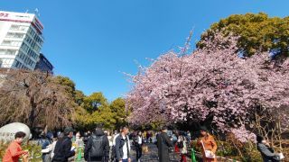 上野恩賜公園入口の寒桜、見頃です
