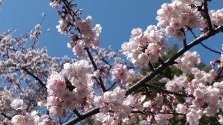 満開の寒桜