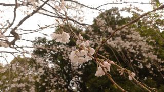 小ぶりの桜が風になびいています