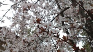 赤葉桜（アカバザクラ）