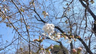 さくら通りの桜、開花！②
