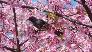 満開の桜にヒヨドリの姿が