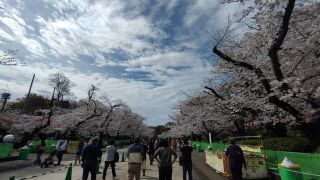 さくら通りの桜、満開です！④