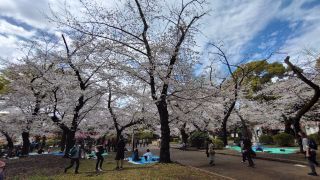 清水観音堂前の桜、満開です①