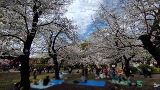 清水観音堂前の桜、満開です②