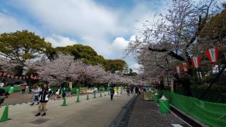 3月30日 さくら通りの桜は満開②