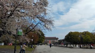 噴水広場前の桜も満開です