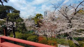 清水観音堂からの桜