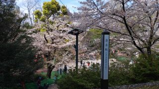 清水坂の桜