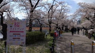 不忍池の桜①