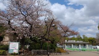 上野動物園付近の桜