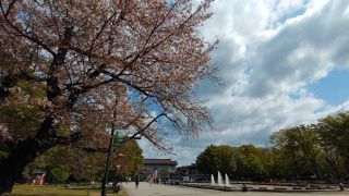 噴水広場、まだ少し桜が見られます